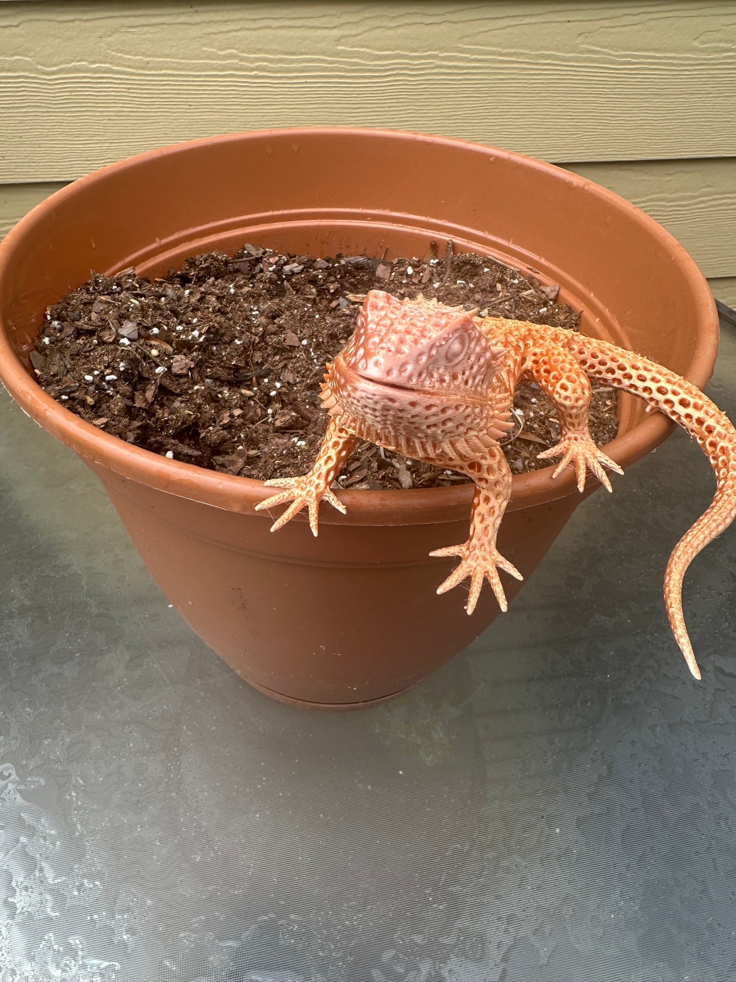 3D Printed Reptiles
